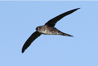 Braziliaanse palmgierzwaluw - Tachornis squamata Braziliaanse palmgierzwaluw - Tachornis squamata